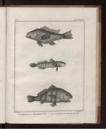 Pl. 16