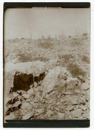 [Urzinea maritima]