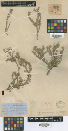 Verbena juniperina Lag. var. campestris Griseb.[holotype]