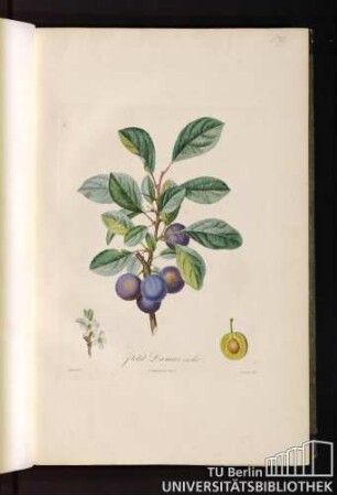 P. XI. Petit Damas violet.