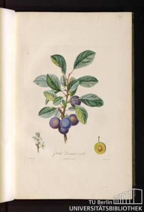 P. XI. Petit Damas violet.