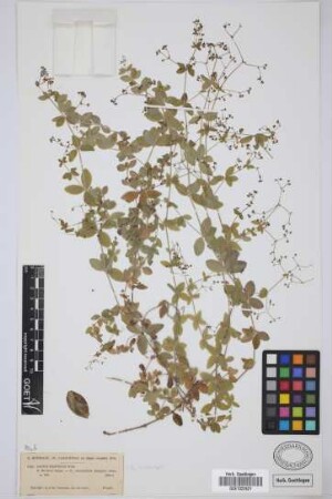 Galium ellipticum Willd. ex Hornem.