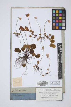 Soldanella alpina