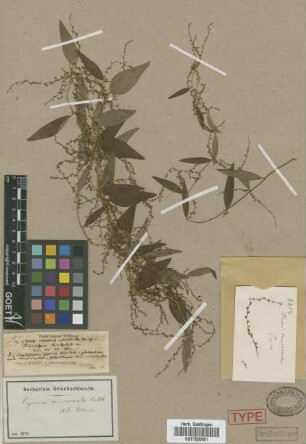 Dioscorea lanceolata C.Wright ex Griseb.