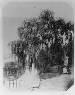 Trauerweide : Trauerweide (Große Weide am Friedhof). Fotografie( vor 1910; A. Kotzsch). Dresden: Stadtmuseum