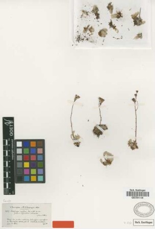 Saxifraga conifera Coss. & Durieu [type]