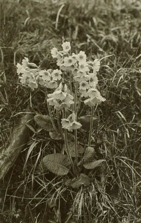 Echte Schlüsselblume (Primula veris), auch Himmelsschlüssel, im Weißeritztal