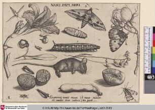 Nasci Pati Mori [Insekten, Pflanzen und Früchte mit Raupen und Puppen und einer toten Maus im Zentrum]