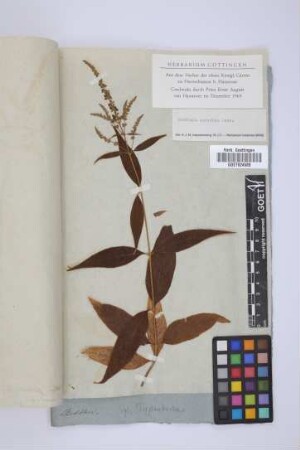 Buddleja spicata Ruiz et Pav.