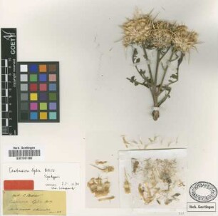 Centaurea lydia Boiss. [syntype]