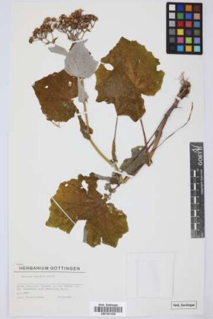 Senecio steetzii Bolle