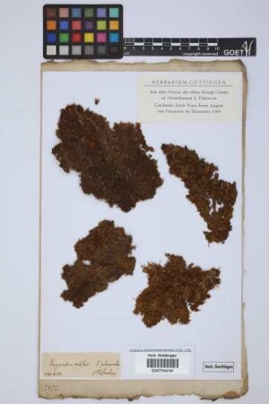 Jungermannia palustris