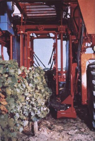 Fotografie: Weinbau, Erntetechnik
