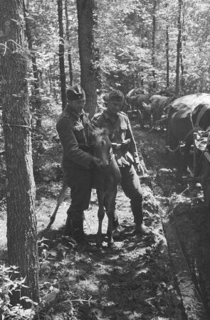 Zweiter Weltkrieg. Frontbilder. Sowjetunion. Troß mit Pferdefuhrwerken in einem Wald. Zwei Angehörigen der deutschen Wehrmacht mit einem Fohlen