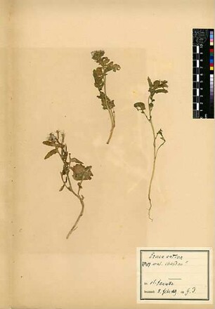 Cruciferae Eruca sativa Lamarck, Jean-Baptiste Pierre Antoine de Monet de (1744 - 1829) [El-fauwar (Quelle)]