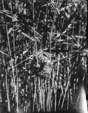 Teichrohrsänger und Kuckuck : Junger Kuckuck (Cuculus canorus) im Nest eines Teichrohrsängers (Acrocephalus scirpaceus).