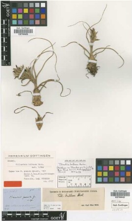 Tillandsia bulbosa Hook.