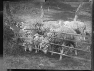 Schafe am Gatter