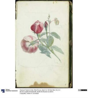 Rote Rosen