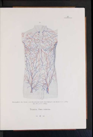 Truncus, Vasa cutanea.