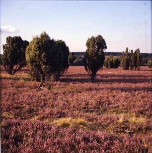 Landschaft der Lüneburger Heide mit Wacholderbüchen