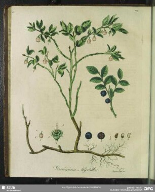 Vaccinium Myrtillus. Tabula XI.