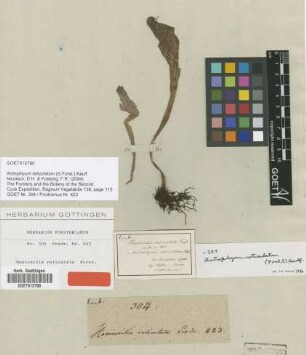 Hemionitis reticulata G.Forst. [type]