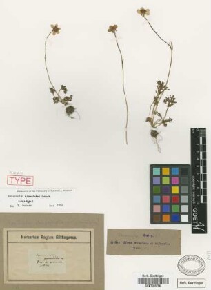 Ranunculus granulatus Griseb.