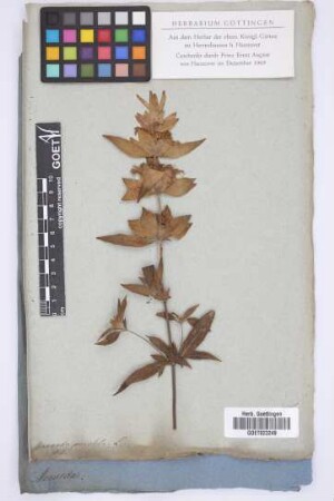 Monarda punctata L.
