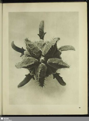Cajophora lateritia. Brennwinde. Geöffnete Knospe