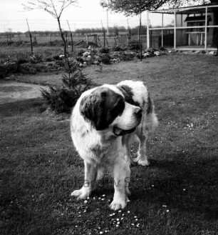 Bernhardinerzucht Heldt: Siegerhund "Astor vom Heldenhof" auf Rasen: hinten rechts Zwinger: hinten Sträucher und Bäume