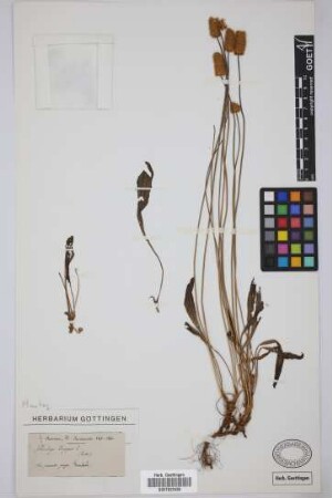 Plantago lagopus lagopus L.