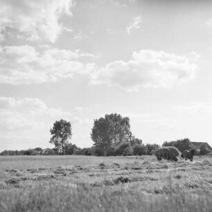 Heuernte auf den Trotzkewiesen in Leipe. : Synowe žně na łuce pola Lipjego.