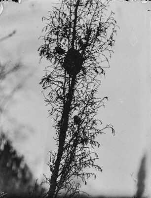 Schwanzmeise : Ein Schwanzmeisen-Pärchen (Aegithalos caudatos Linnaeus) beim Nestbau.
