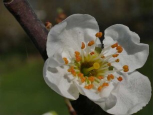 Sorte: Wagenheims Frühzwetsche - Baum 171