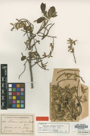 Thouinia striata Radlk.