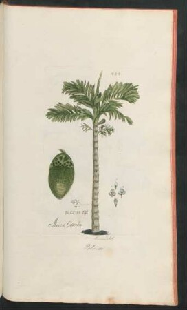 454. Areca Catechu