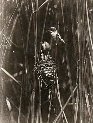 Teichrohrsänger (Acrocephalus scirpaceus). Männchen und Weibchen beim Füttern