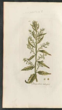 167. Chenopodium ambrosioides