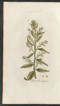 167. Chenopodium ambrosioides