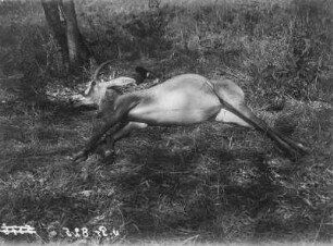 Gazelle : Tote Oribis-Antilope