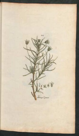 205. Plantago Cynops