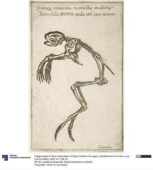 Skelett eines Frosches, aus: (Gli Scheletri)
