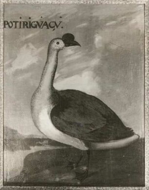 POTIRIGVACV Höckergans (Sarsidiornis melanonota, männl.)