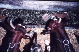 Fotografie: Anbindestall, Futtervorlage, Futterkrippe, Kraftfutter