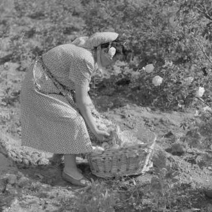 Frauen bei der Rosenernte im Dorf Skobelevo in Rosental