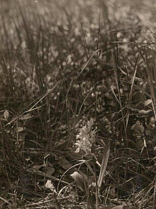 Holunder-Knabenkraut (Dactylorhiza sambucina)