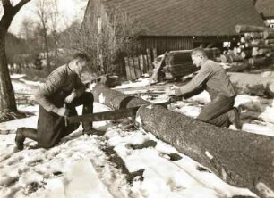 Helbigsdorf. Leutholdmühle. Beim Ablängen des Stammes