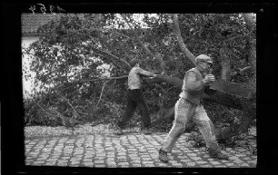 Mons (Belgien): 2 Einheimische beim "Umsägen eines Baumes" (Seitansicht)