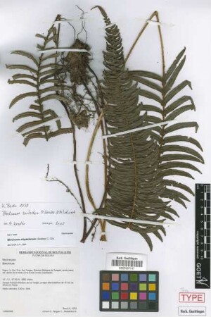 Blechnum stipitellatum (Sodiro) C.Chr.